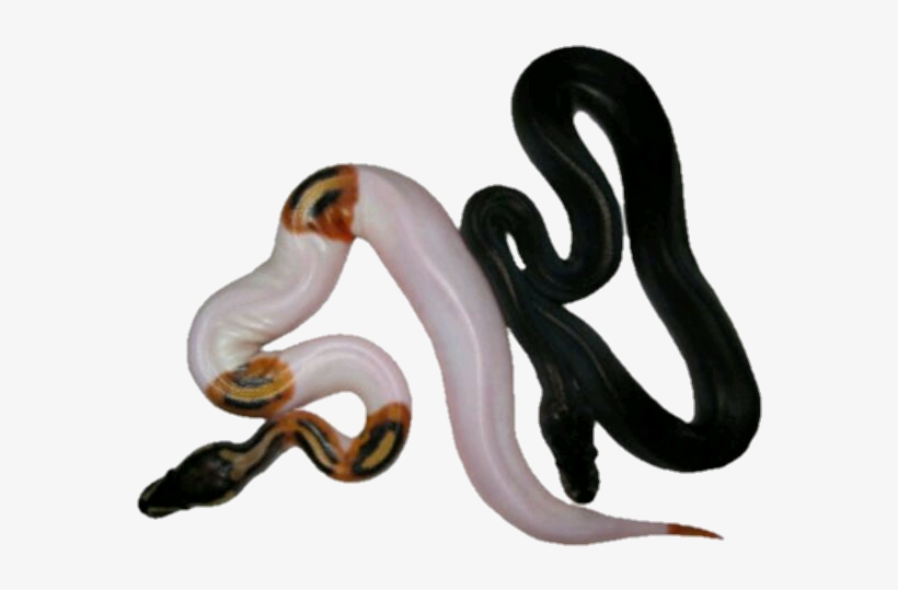 Transparent#halloween Png#halloween#snake Transparent#snake - Snakes, transparent png #4644650