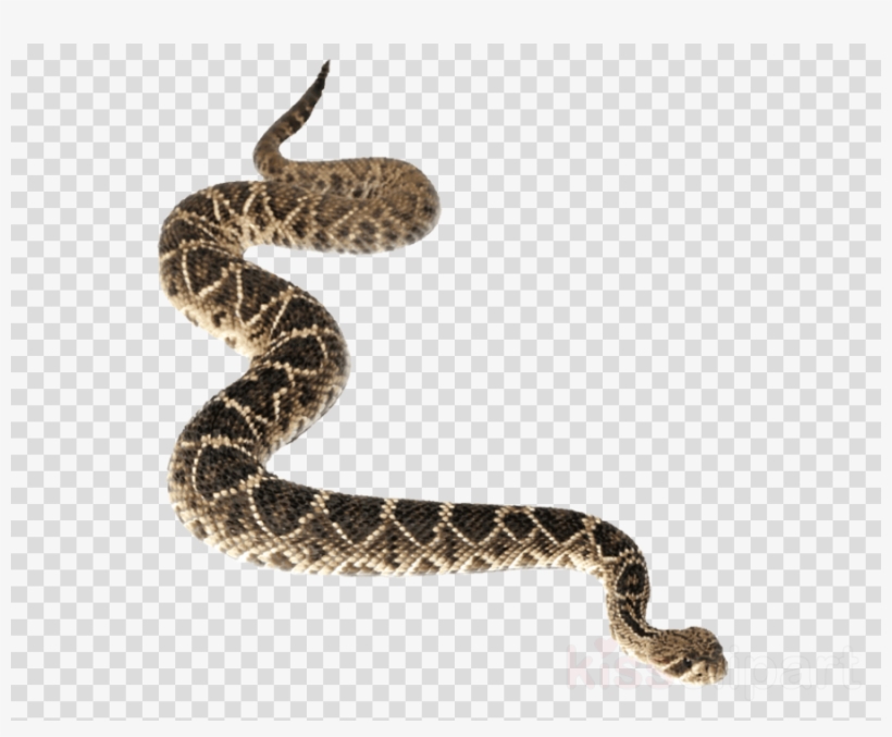Download Rattlesnake Png Clipart Snakes Reptile Diamondback - Serpent Png Transparent, transparent png #4644735