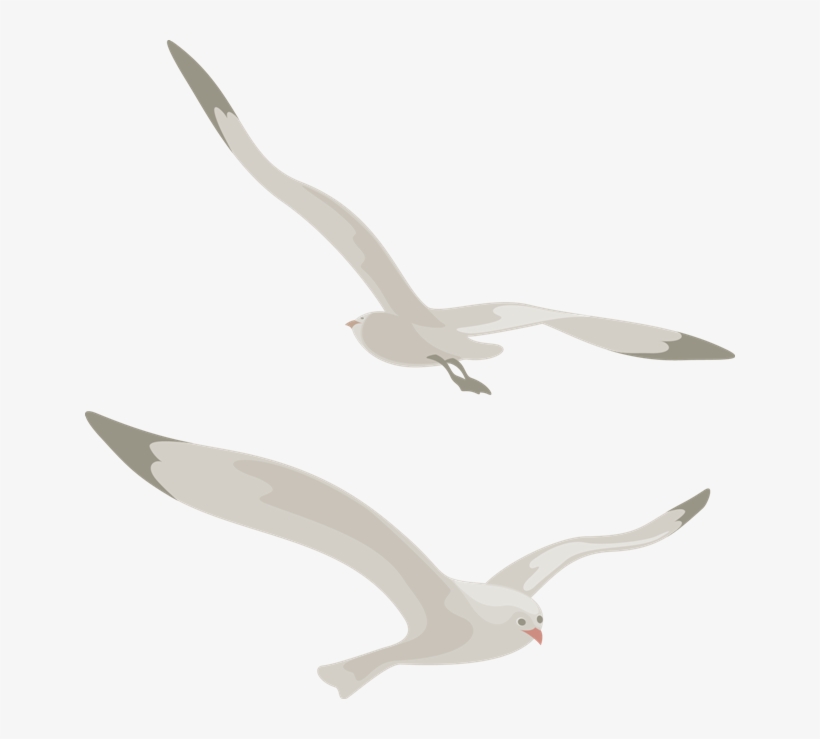 Gull Png - Чайка Пнг, transparent png #4644805