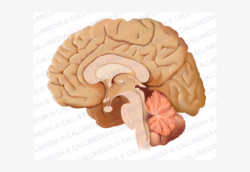 Cerebro Sagital Clipart Brain Sagittal Plane Nervous - Human Anatomy, transparent png #4644987