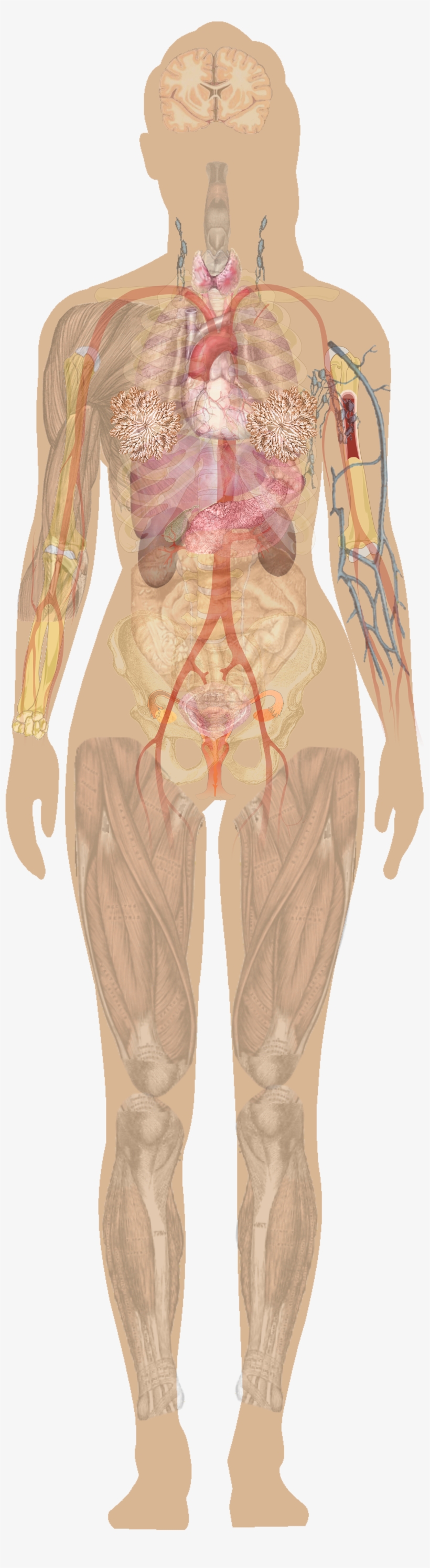 Human Anatomy Charts Free Download