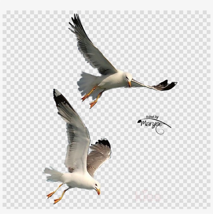 Seagulls Flying Png Clipart Gulls Bird - Imagenes De Gaviotas Png, transparent png #4645490