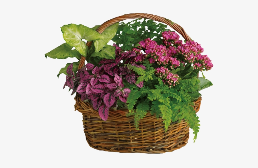 Blooming Plants In Wicker Basket - Teleflora Secret Garden Basket, transparent png #4645626