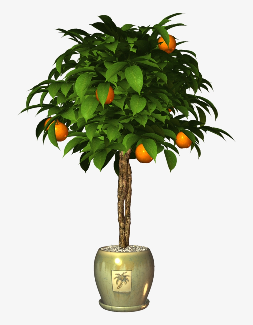 Garden Potplant - Tangerine, transparent png #4646672