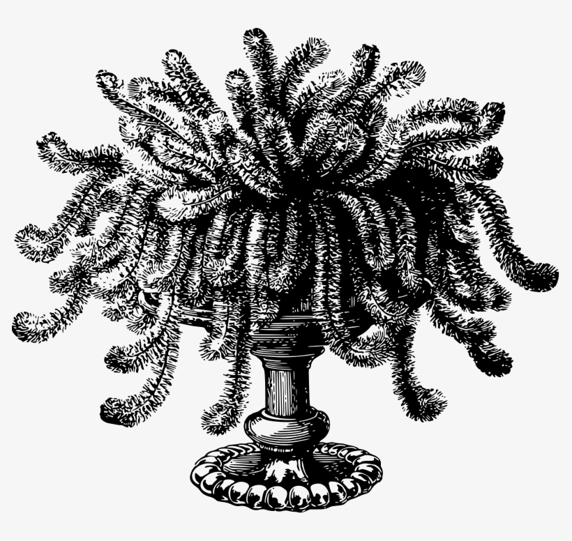 Potted Plant, transparent png #4647481