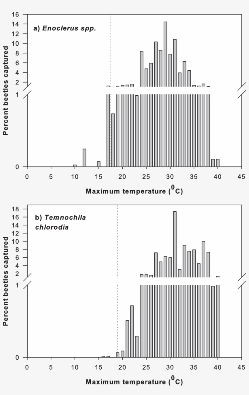 Percent Of Total Enoclerus Sp - Diagram, transparent png #4652304