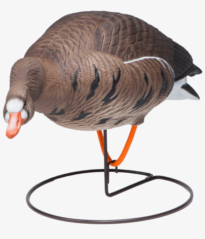 Field Speckle Bellies Left Feeder Goose Hunting Decoy - Turkey, transparent png #4652660