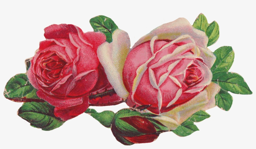 Free Pink Rose - Marie Jo Schwarz Touch, transparent png #4652898