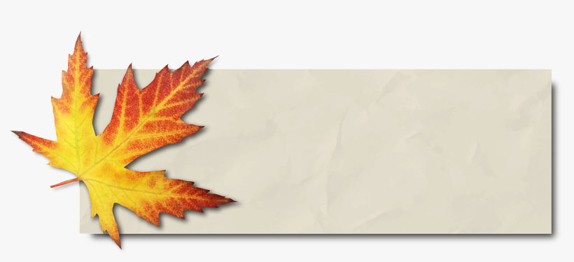 Autumn Banner Png - Maple Leaf Banner, transparent png #4654010