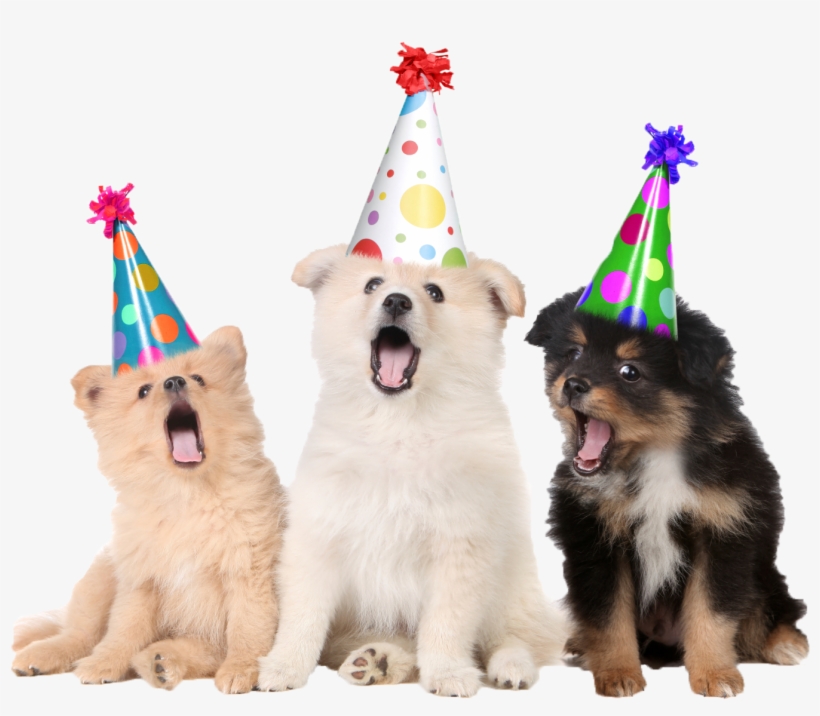 Party Puppy, transparent png #4654851