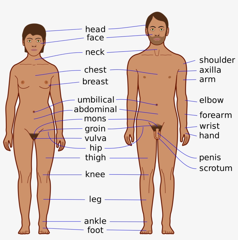Open - Body Features, transparent png #4654905