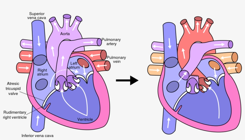 Blank Heart Circulatory System, transparent png #4657891