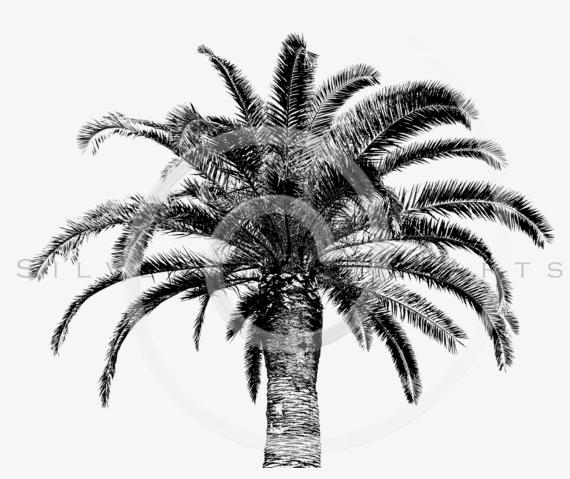 Retro Palm Tree Png - Tree Vintage Png, transparent png #4662054