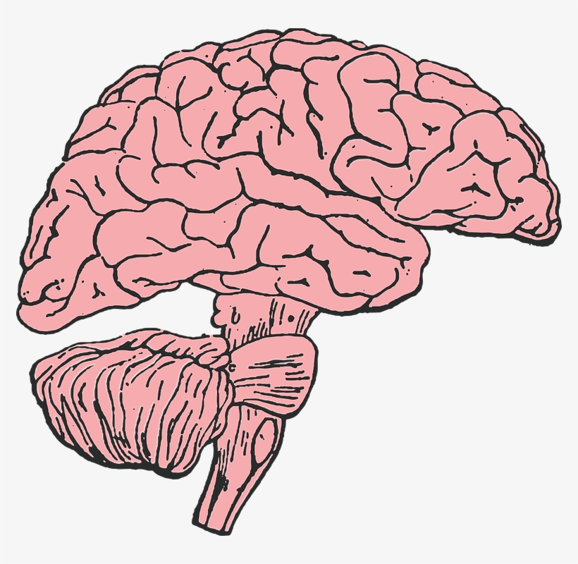 Cartoon Picture Of A Brain 7, Buy Clip Art - Brain Clip Art, transparent png #4664117