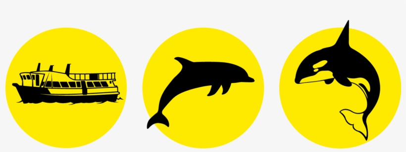 Dolphin & Whale Watching Tauranga - Bay Explorer, transparent png #4664990