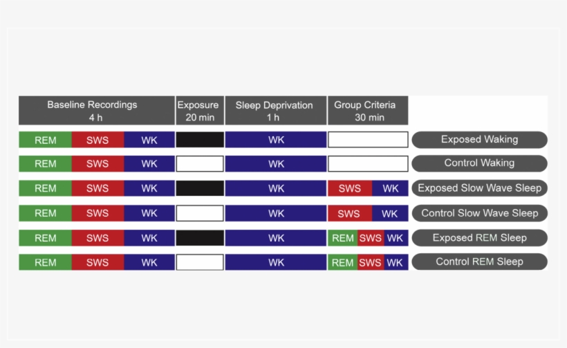 Experience-dependent Upregulation Of Multiple Plasticity - Coat, transparent png #4671735