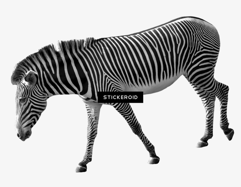 Zebra, transparent png #4675117