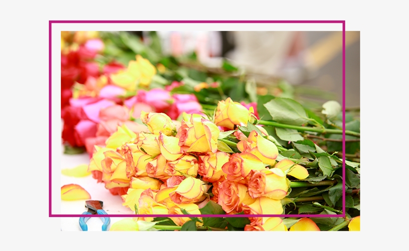 A Rose For Every Finisher - Bud, transparent png #4676943