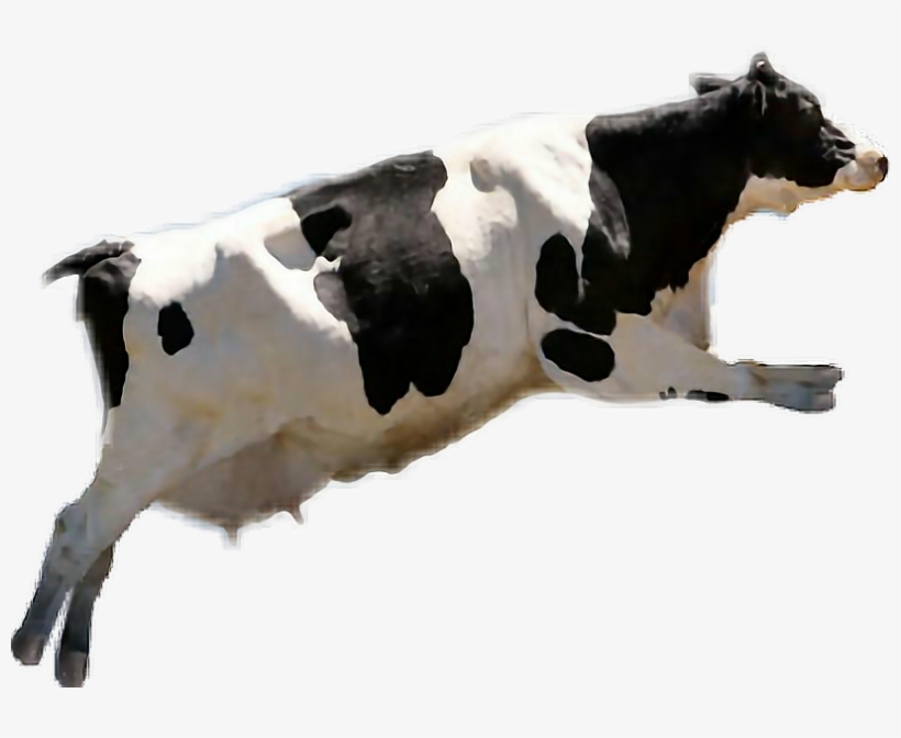 Report Abuse - Holy Cow: A Factory Farm Fable [book], transparent png #4677798