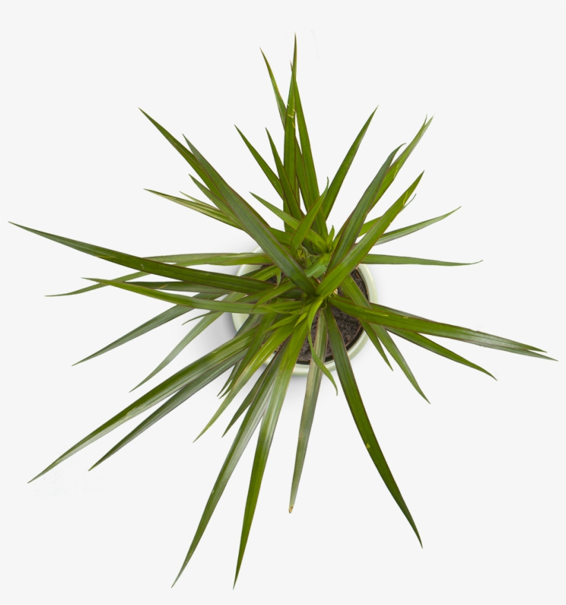 Virtual Assistant Specializing In Squarespace, Social - Rocketbook Executive Vs Letter, transparent png #4677874