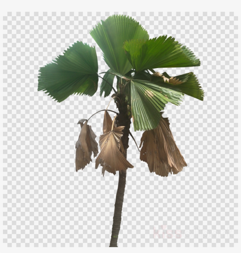 Palm Trees Clipart Palm Trees Licuala Grandis - Palm Trees, transparent png #4678437