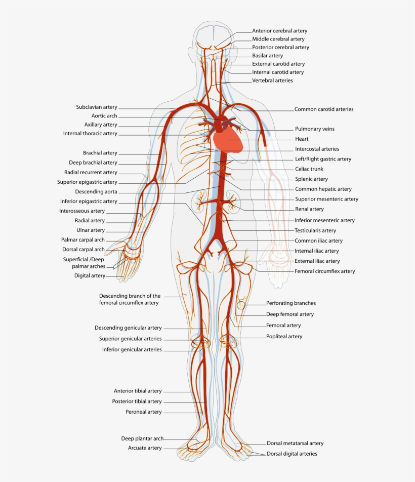 Svg Royalty Free Stock Arterial System En Artery - Arteries And Veins Location, transparent png #4678844