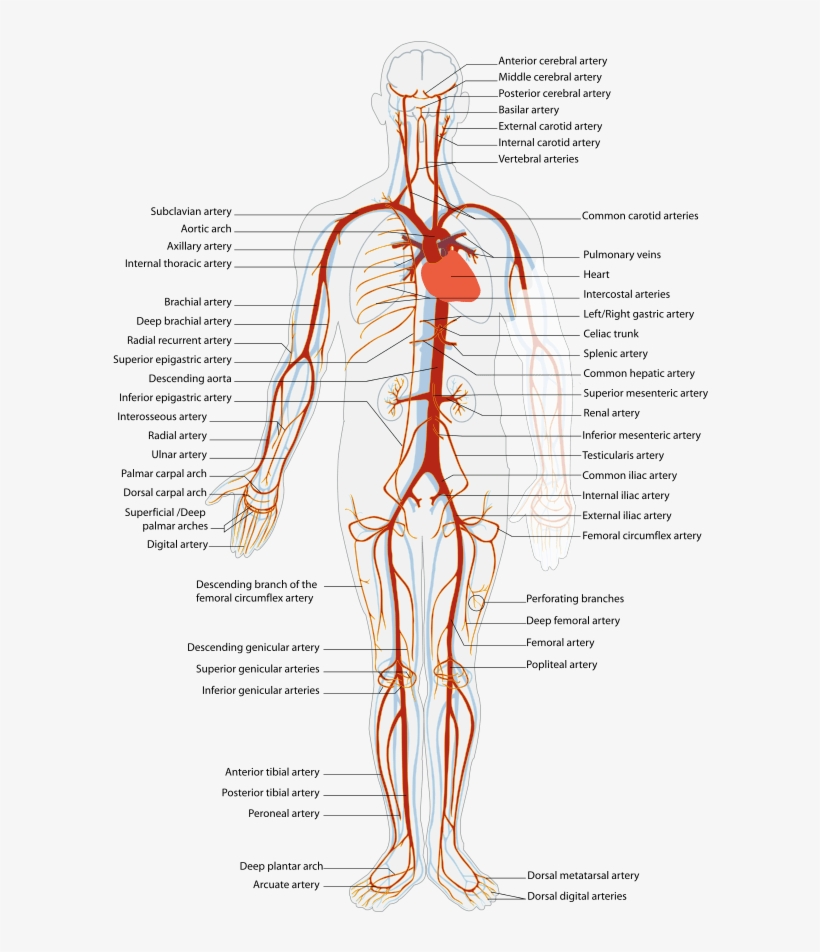 Download Svg Royalty Free Stock Arterial System En Artery Arteries And Veins Location Free Transparent Png Download Pngkey