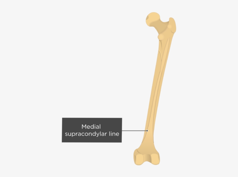 Gluteal Line Of Femur - Anterior Gluteal Line, transparent png #4679187