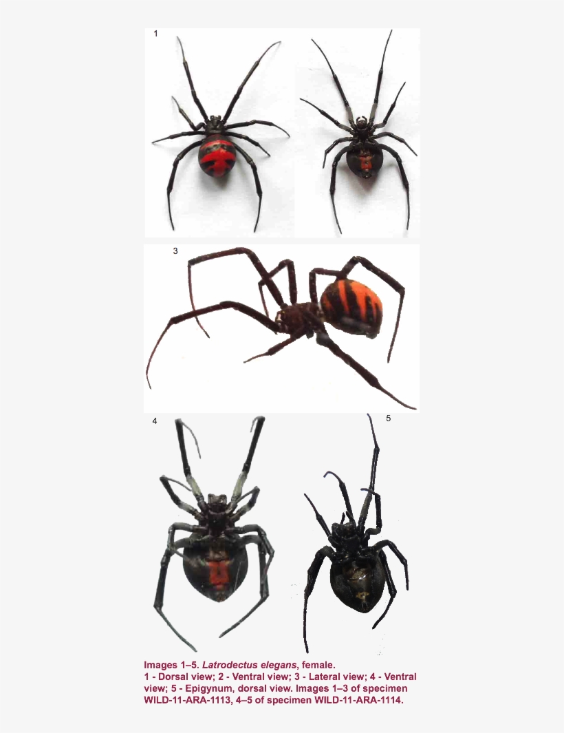 Morphometry Of Legs And Palp Of Female From Manipur - Black Widow, transparent png #4680023
