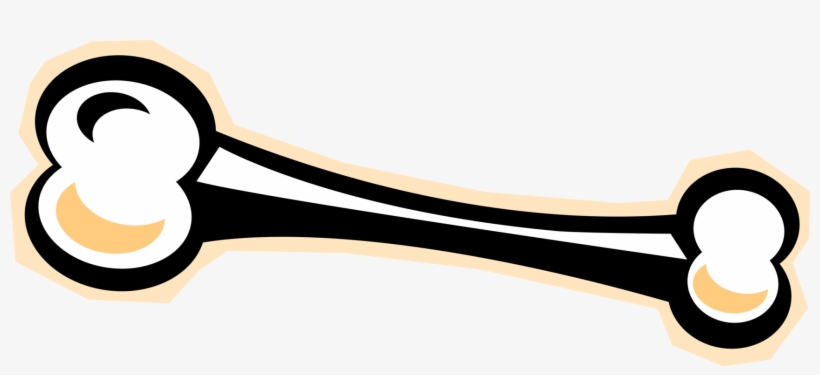 Vector Bone Femur Clip Royalty Free Library - Clip Art, transparent png #4680134