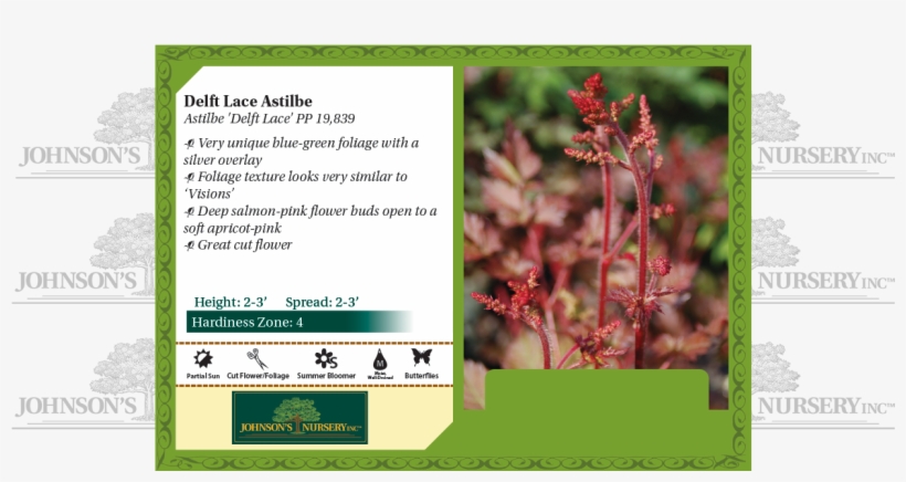 Delft Lace Astilbe Benchcard - Blue False Indigo, transparent png #4680197