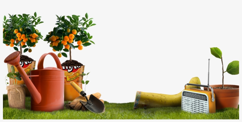 ¿cómo Cultivar Frutas Y Hortalizas En Macetas - Retrospect Group Orange Tree Window Sticker, transparent png #4683707