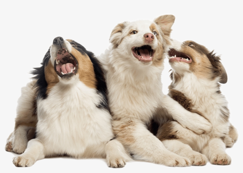 Macedonia - Australian Shepherd Png, transparent png #4690683