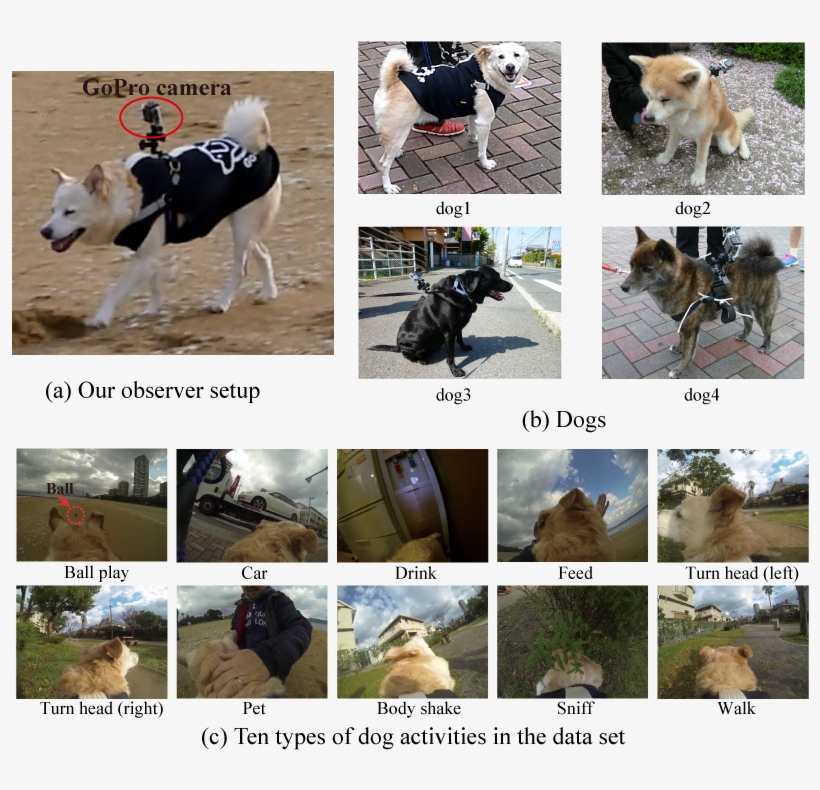 'petting', 'shaking Dog's Body By Himself', 'sniffing', - Animal Dataset, transparent png #4690816