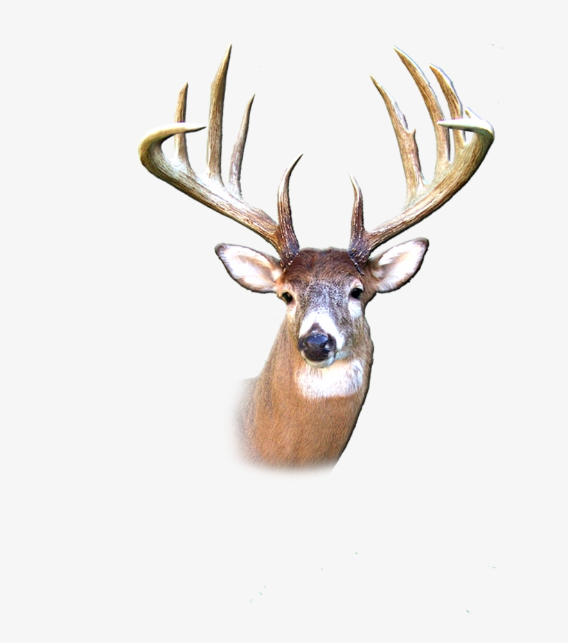 Excellent Habitat, Fertile Soil And Science Based Wildlife - Deer, transparent png #4693446