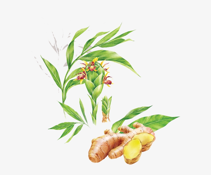 Ginger Vector Leaf Png Free Stock - Ilustracion Jengibre, transparent png #4693671