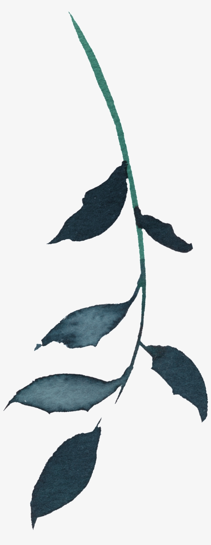 Hand Painted Gray Green Willow Leaf Png Transparent - Green, transparent png #4693955