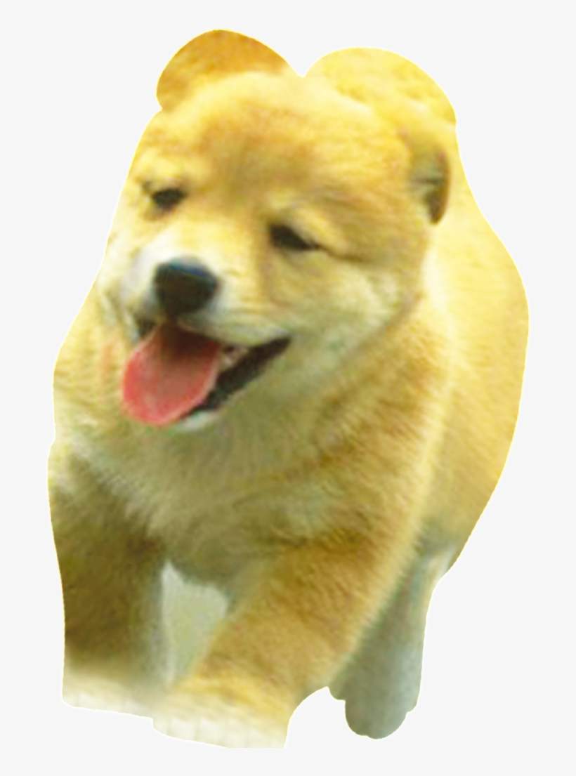 Hd Beautiful Dog Static Png - Child, transparent png #4695684