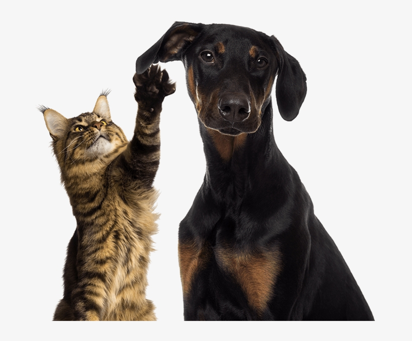 Learn More - Cat Playing With Dog's Ear, transparent png #4695947