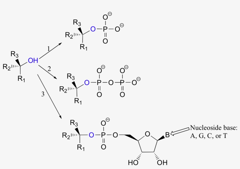 This Phosphate Ester Can Take The Form Of A Simple - Phosphate Leaving Group, transparent png #4698951