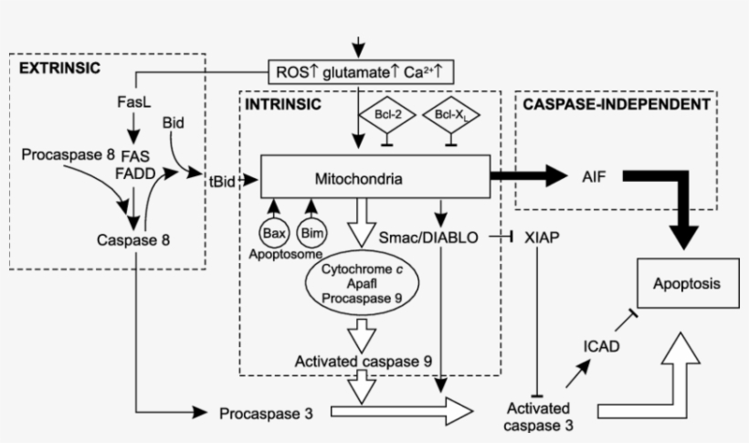 Mitochondrial Function Is Mediated By Proapoptotic - Apoptosis Bim Caspase, transparent png #4699839