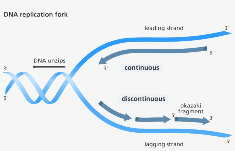 Svg Black And White Be Transparent Replication - Replication Discontinuous On One Strand, transparent png #4699979