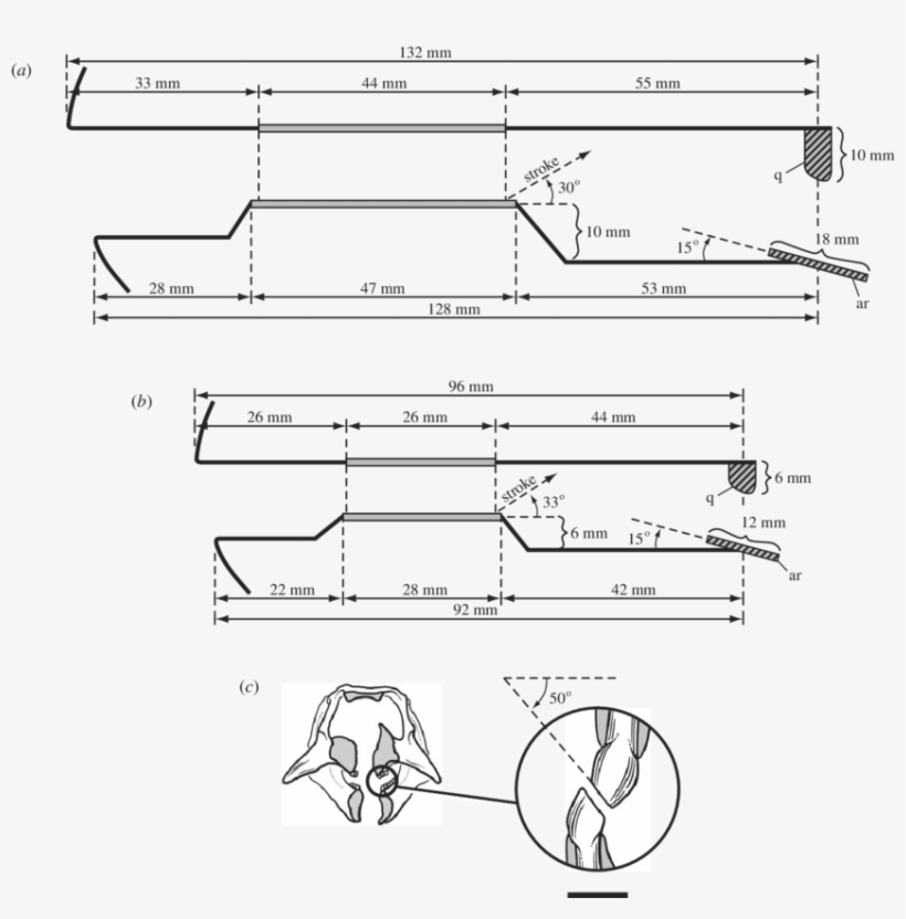 Schematized View Of The Jaws And Jaw Movement In Lateral - Psittacosaurus, transparent png #470744