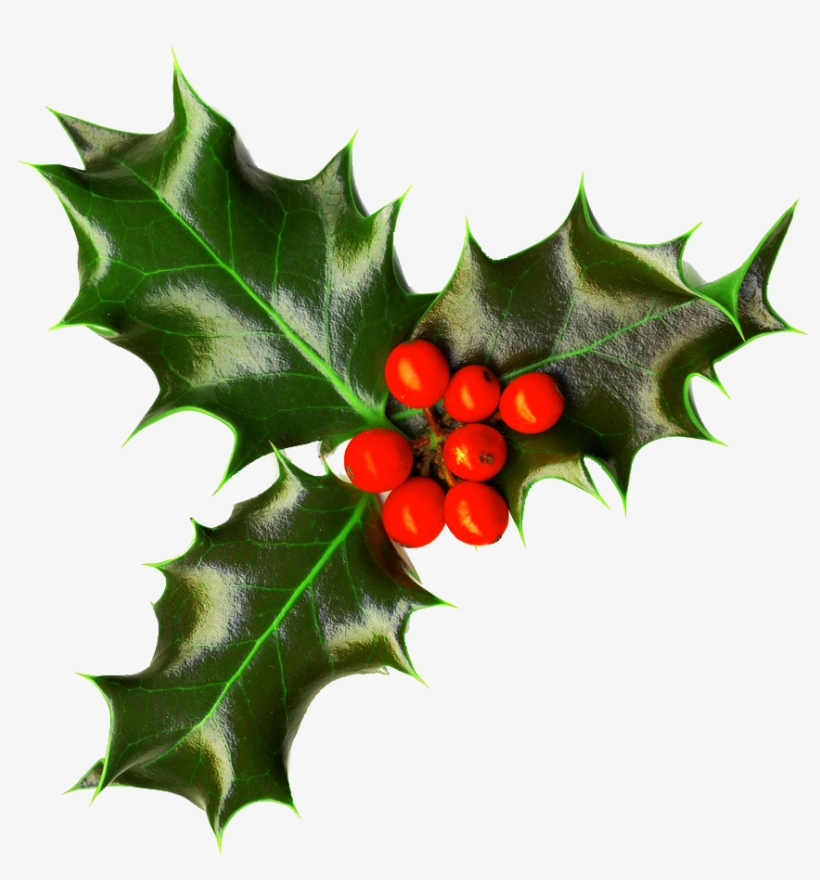 Christmas Png Images Free - Holly Png, transparent png #470866