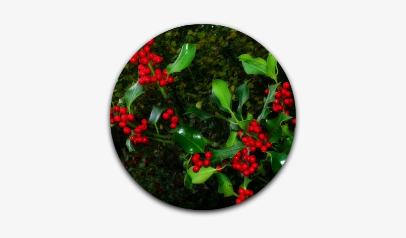 Holly Berries - Christmas Holly And Berries, transparent png #471022