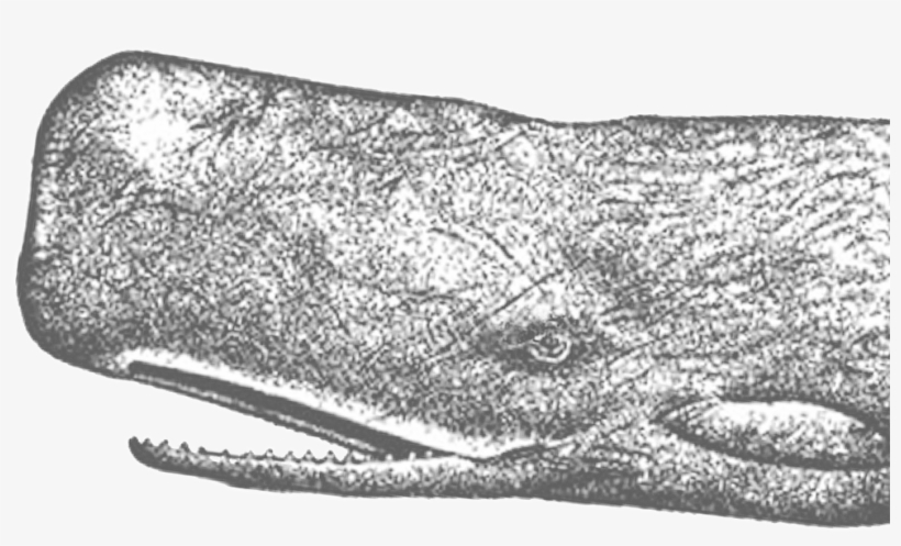 Spermwhalerttolfwstroke - Grey Whale, transparent png #471045
