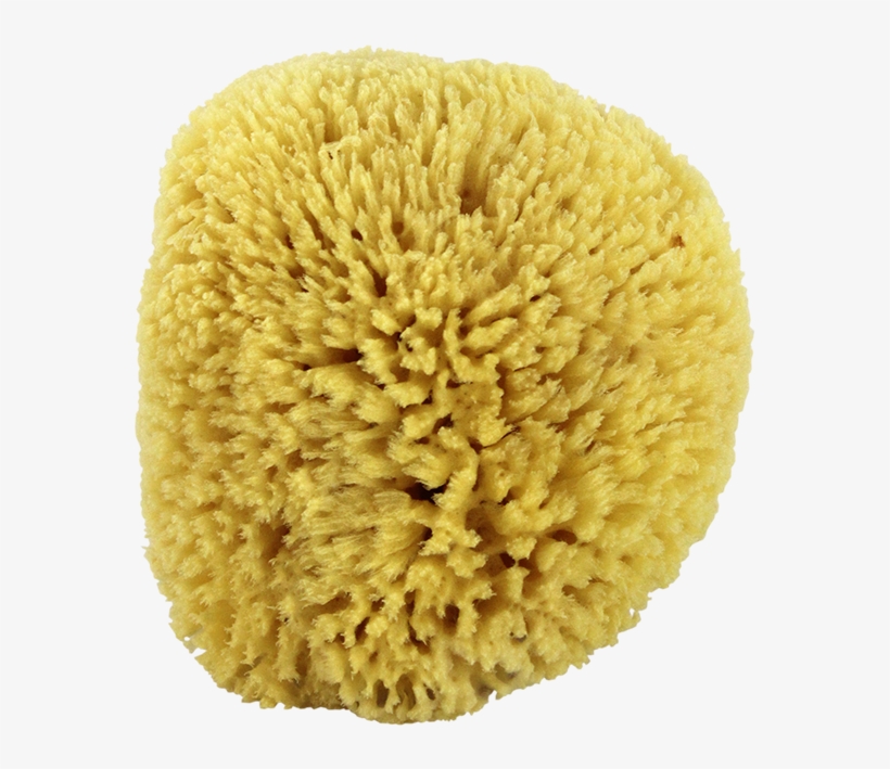 Natural Sea Sponge - Sponge, transparent png #471531