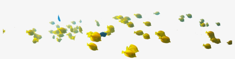 Keep Fish On The Reef - Illustration, transparent png #471677