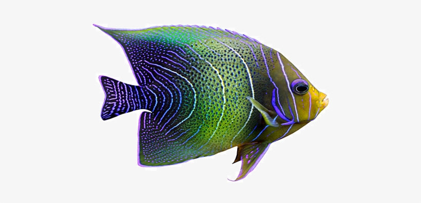 Tropical Fish Png - Exotic Fish Png, transparent png #471737