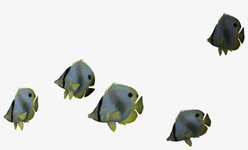 Realizerealresults - Ocean Fish Png, transparent png #471761